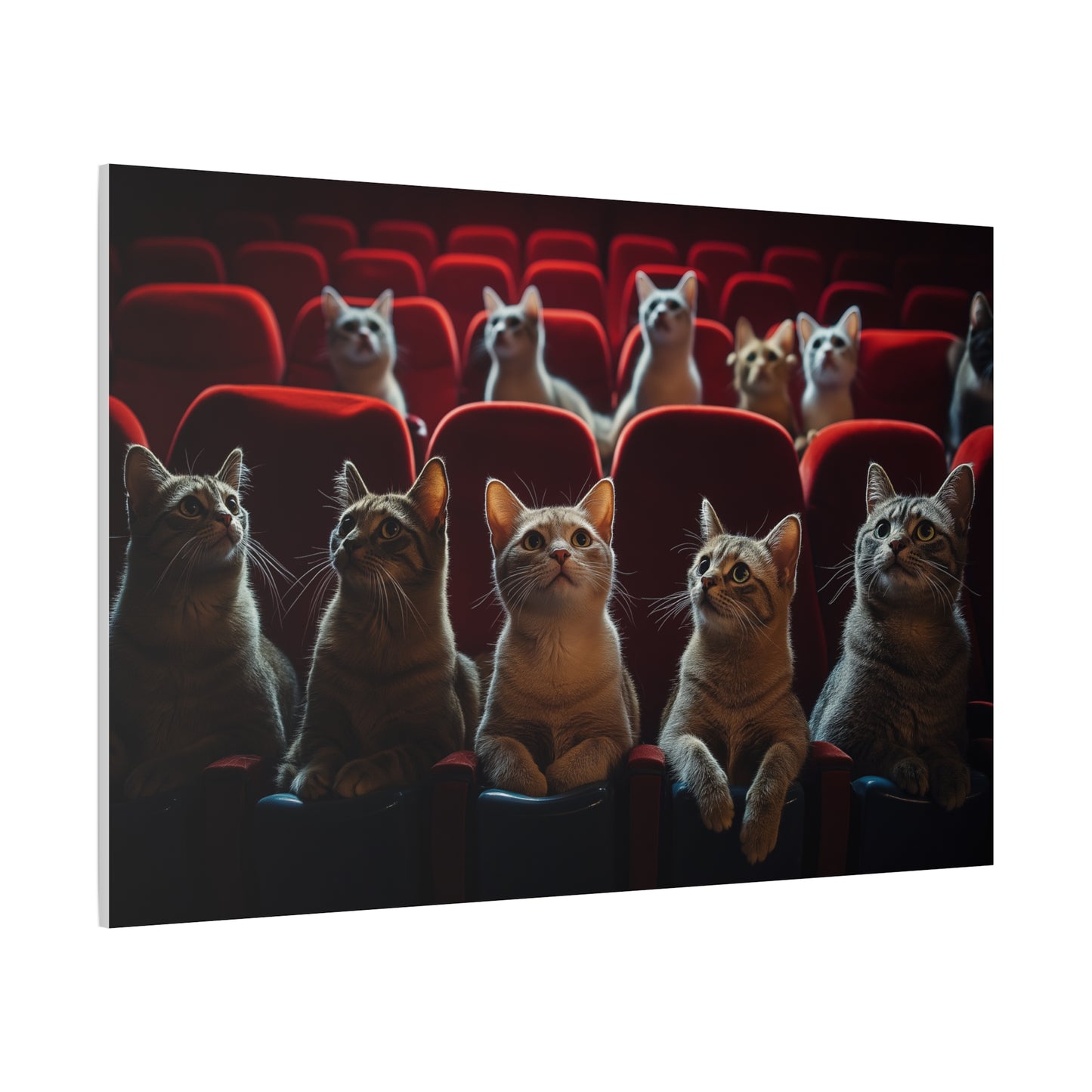 Chats au Cinéma : Soirée Câline